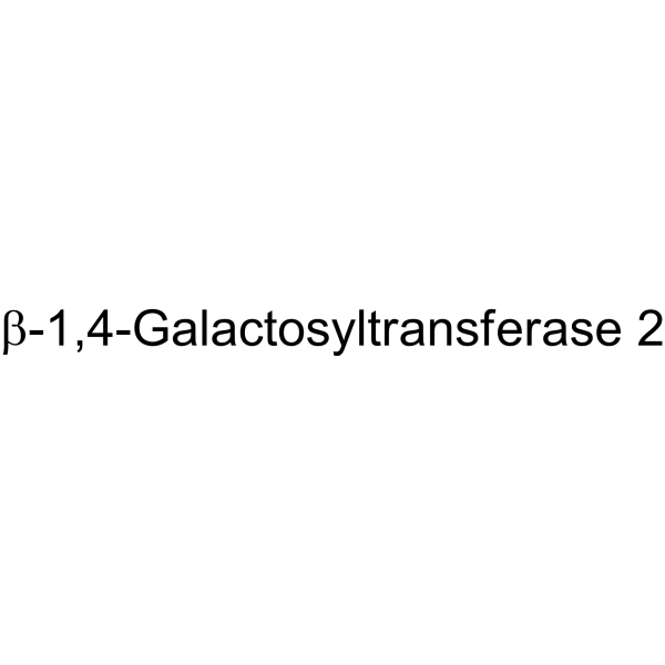 β-1,4-Galactosyltransferase 2