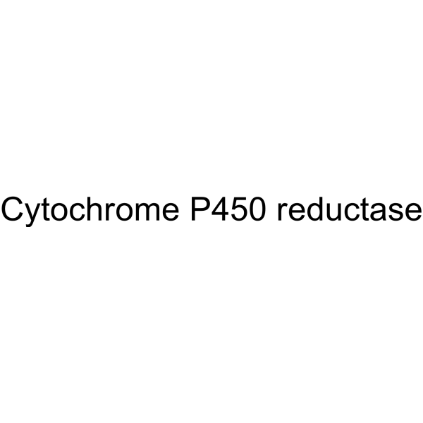 Cytochrome P450 reductase