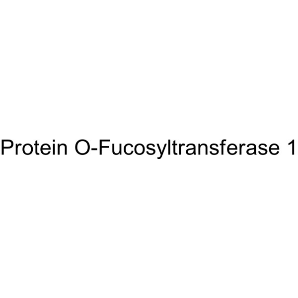 Protein O-Fucosyltransferase 1