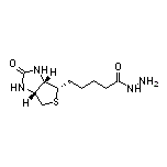 Biotin Hydrazide